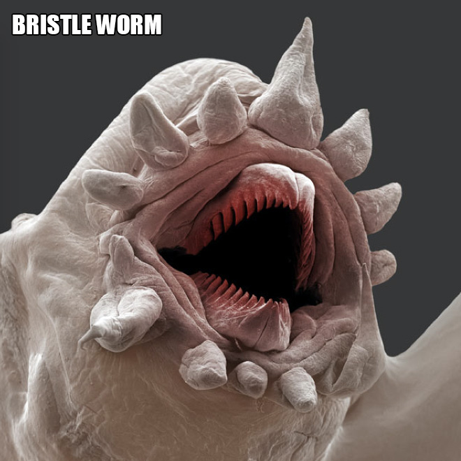 Terrifying and funny microscopic life.