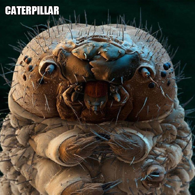 Terrifying and funny microscopic life.