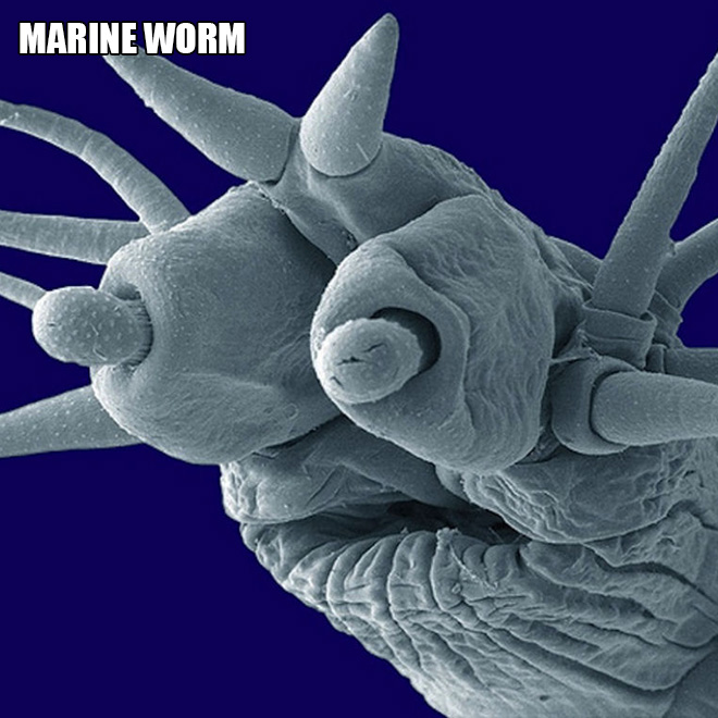 Terrifying and funny microscopic life.