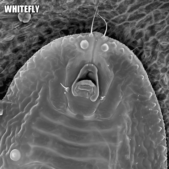 Terrifying and funny microscopic life.