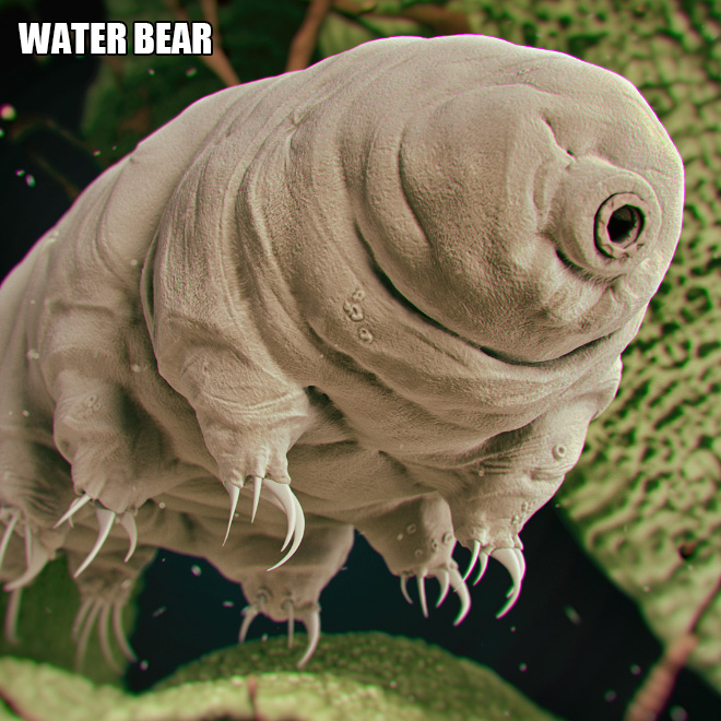 Terrifying and funny microscopic life.