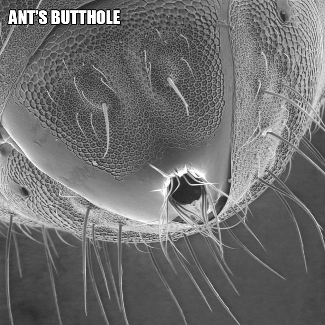 Terrifying and funny microscopic life.