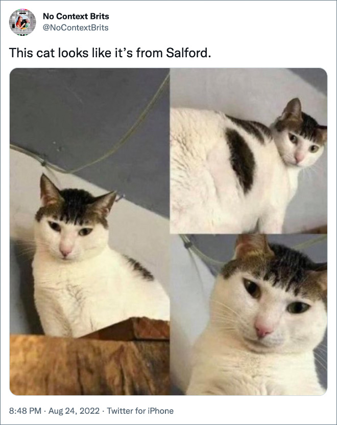 This cat looks like it’s from Salford.