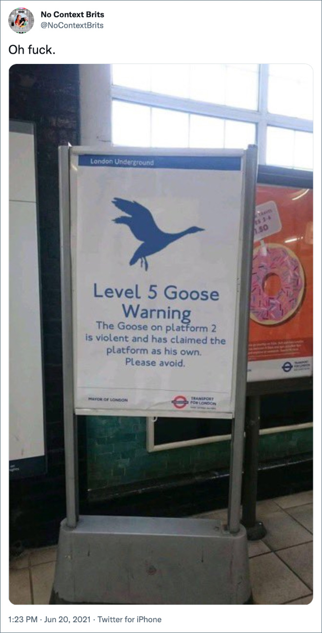 Level 5 goose warning.