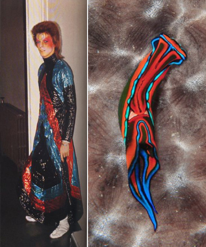 Sea Slugs That Look Like David Bowie