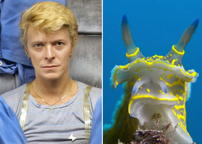 Sea slog that looks like David Bowie.