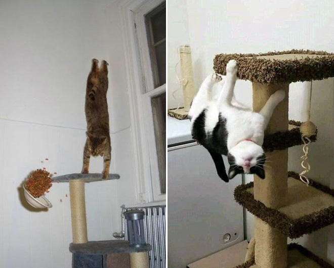 Anti-gravity cats.