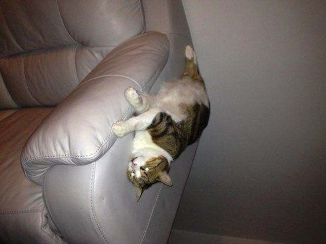 Anti-gravity cat.