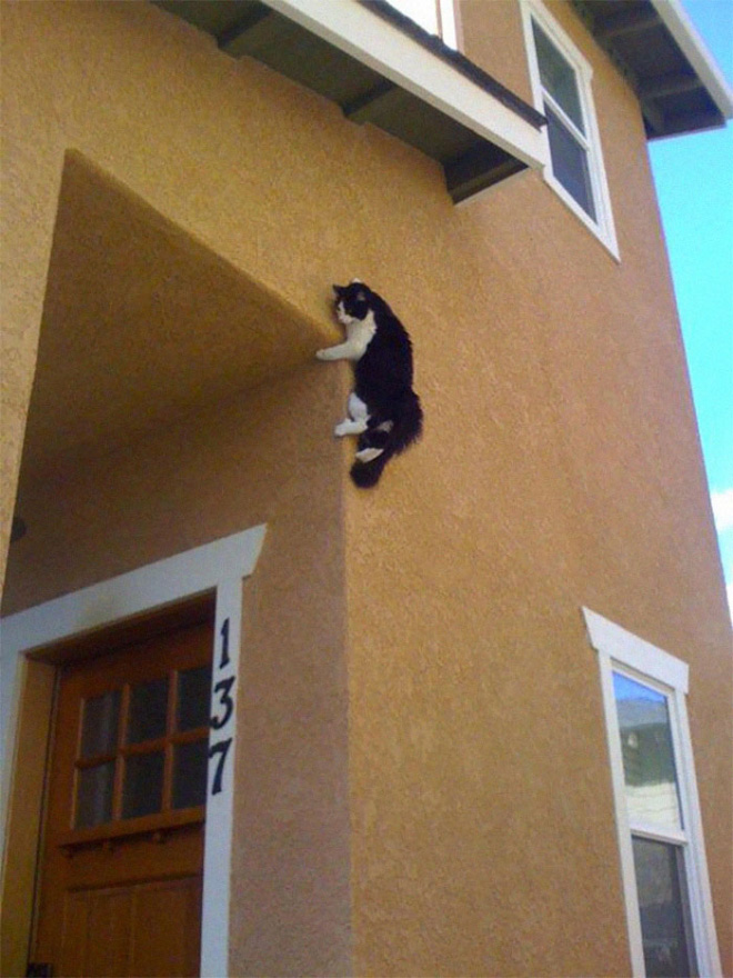 Anti-gravity cat.