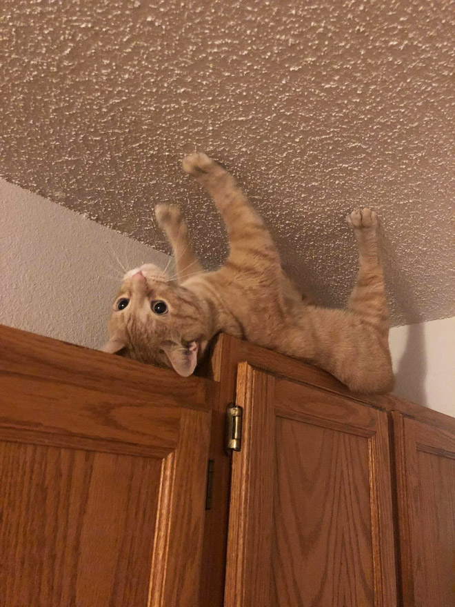 Anti-gravity cat.