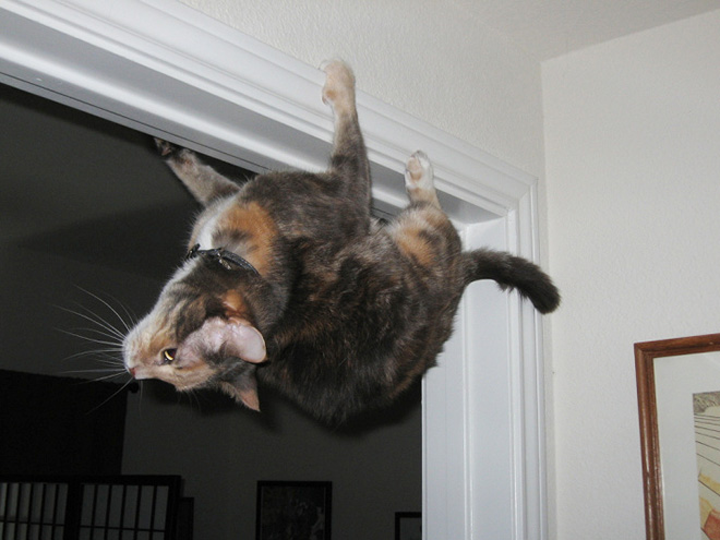 Anti-gravity cat.