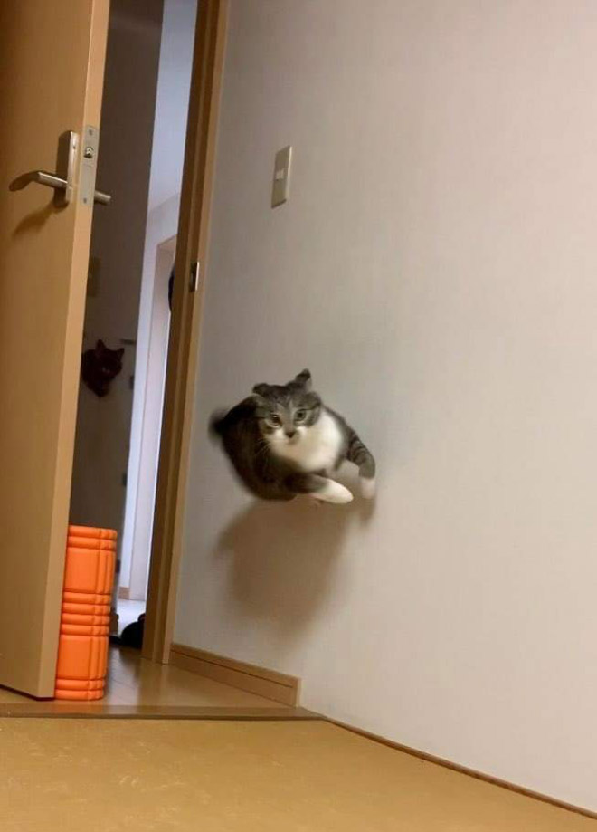 Anti-gravity cat.