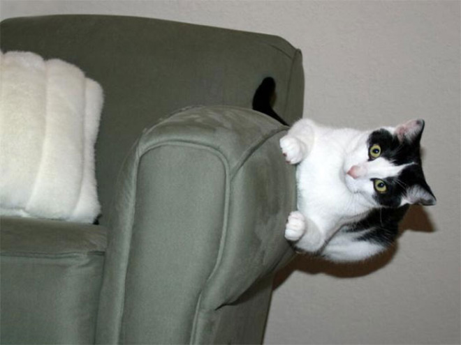 Anti-gravity cat.