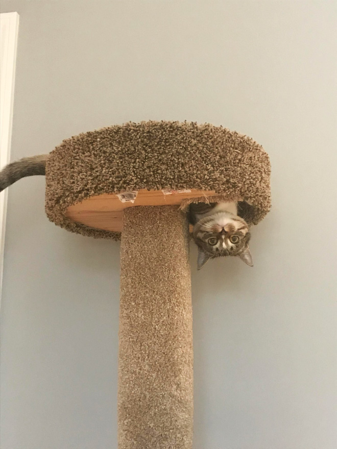 Anti-gravity cat.