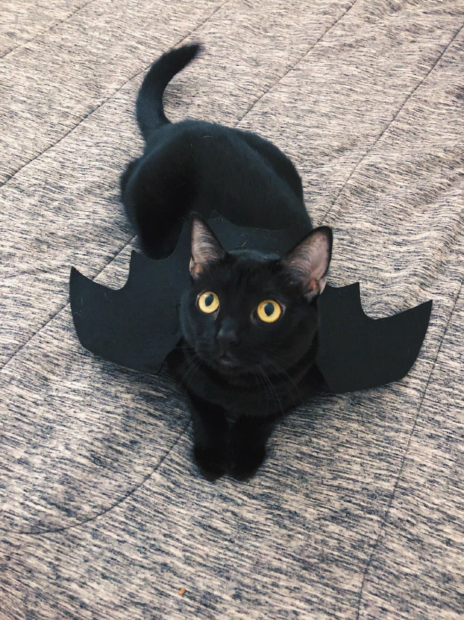 Cat bat wings Halloween costume.