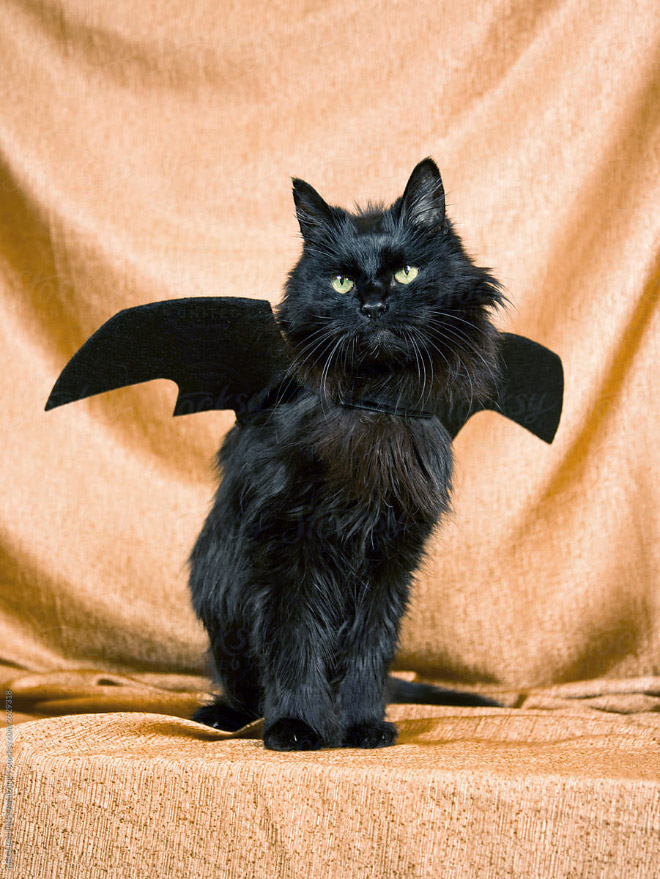 Cat bat wings Halloween costume.