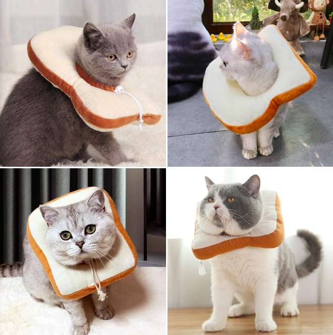 Slice of bread cat cone.