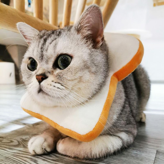 In-bread cat.
