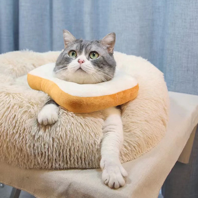Cat wearing a bread cone.