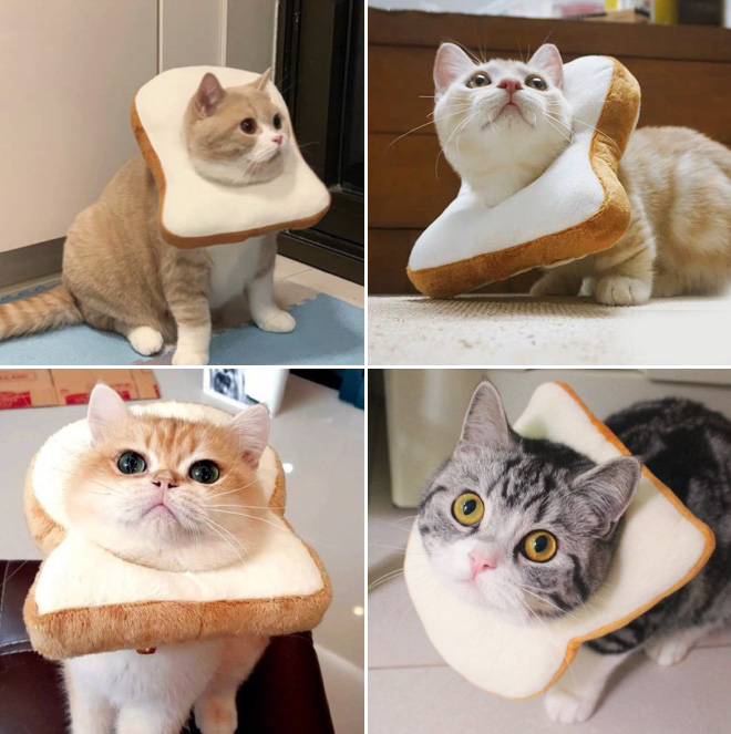 Cats in bread.