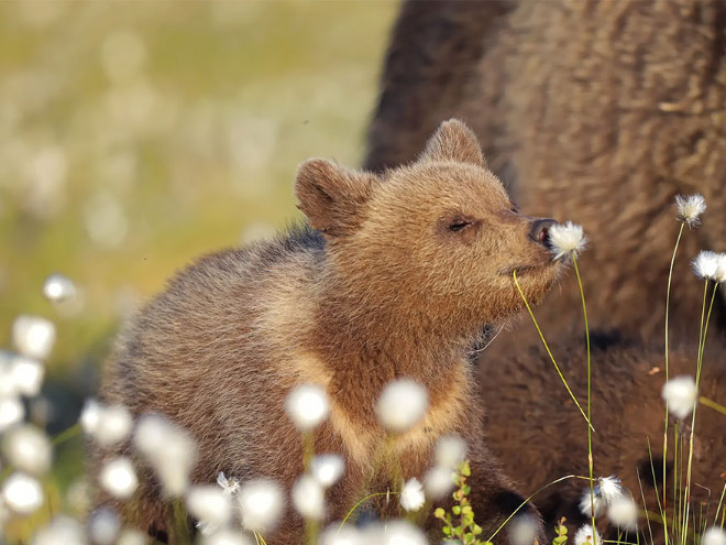 Smelling the flowers.