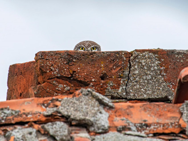 Surveillance owl.