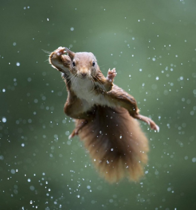 Flying squirrel.