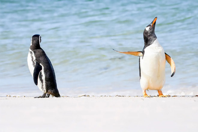 Penguin drama.