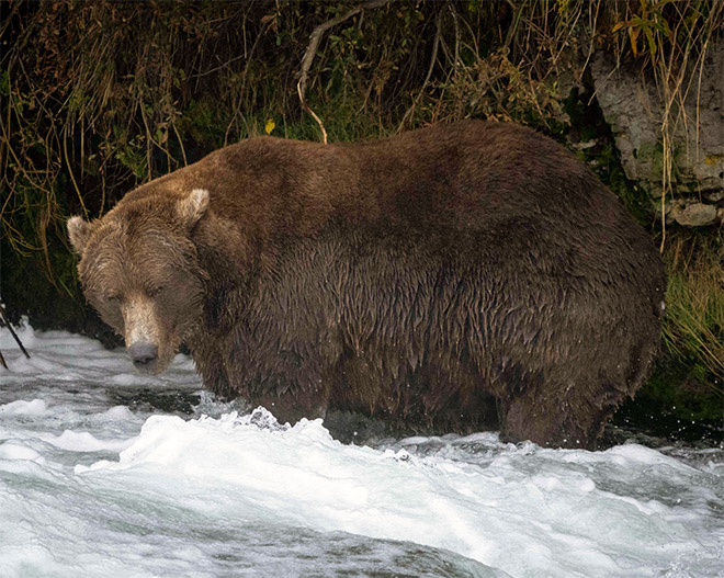 Fat bear.