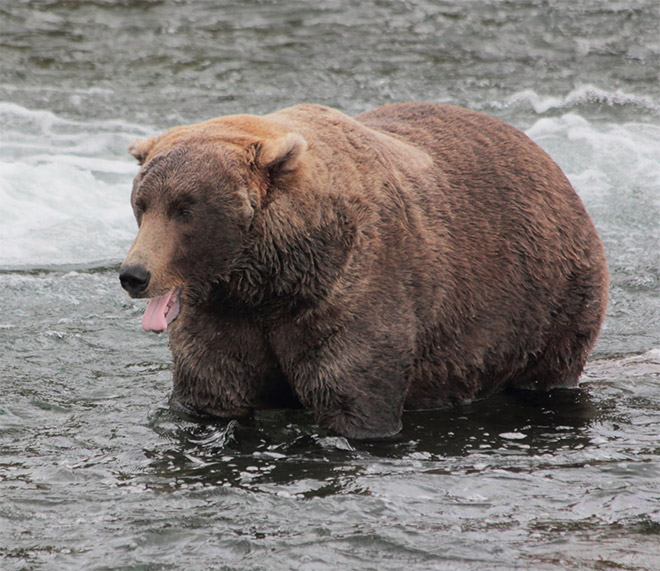 Beautiful fat bear.