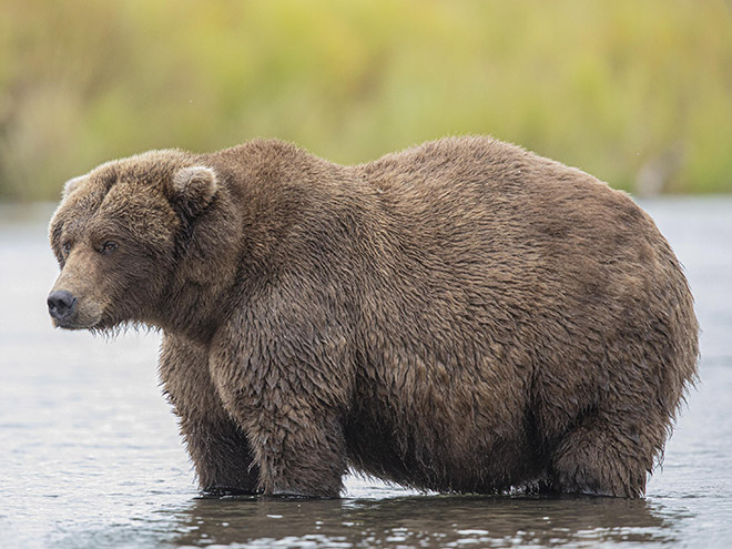 Fat bear.