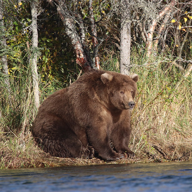 Fat bear.