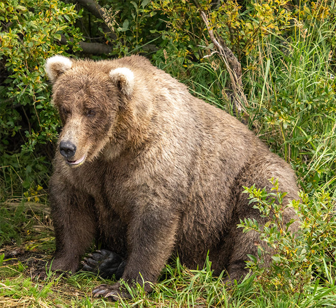 Fat bear.