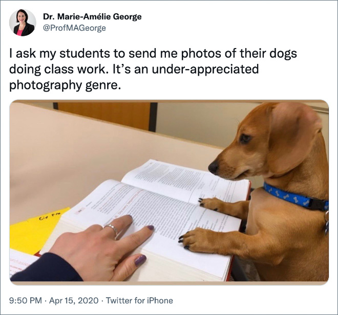 I ask my students to send me photos of their dogs doing class work. It’s an under-appreciated photography genre.