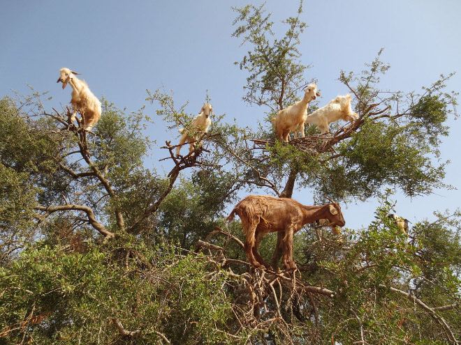 Goats in trees.