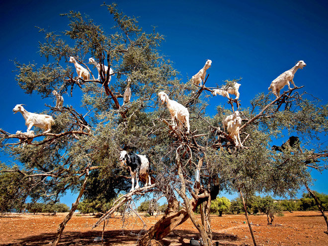 Goats in trees.