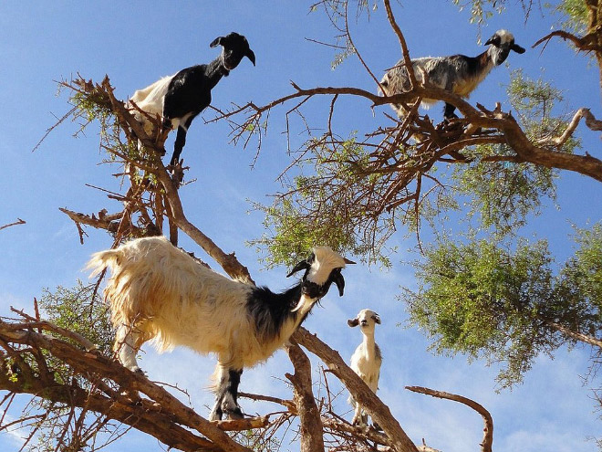 Goats in trees.