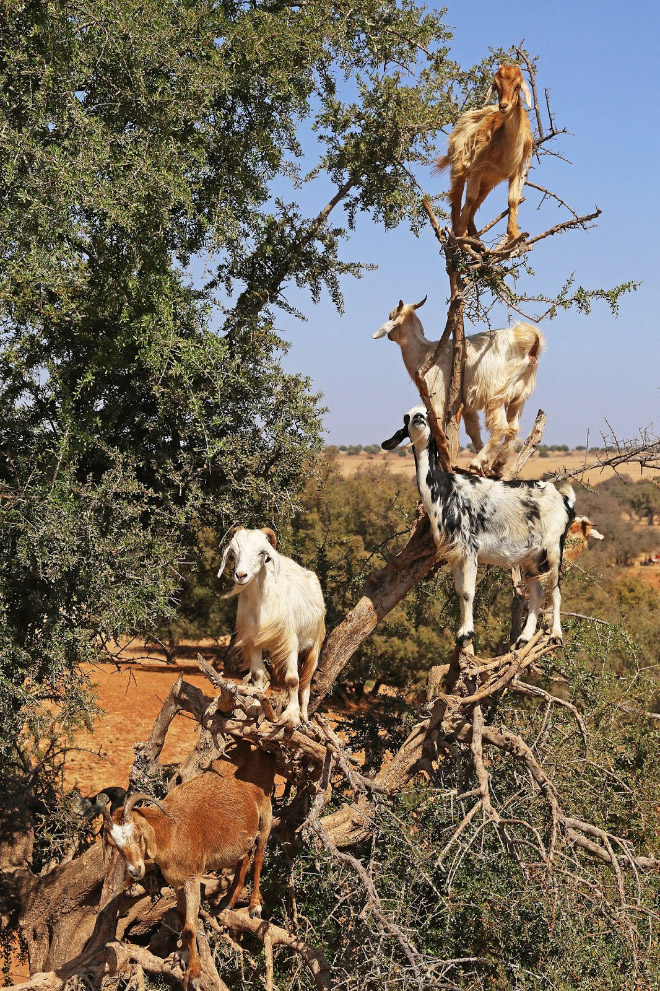 Goats in trees.