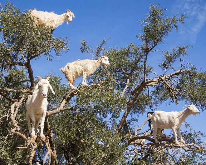 Goats in trees.