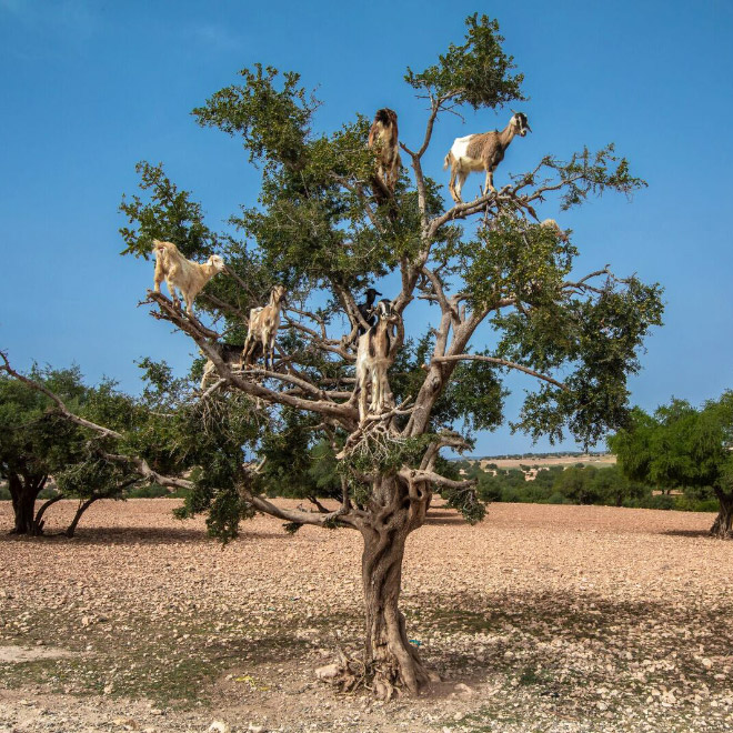 Goats in trees.