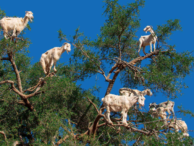 Goats in trees.