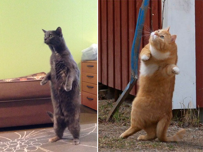 Some cats like standing as if they were humans.