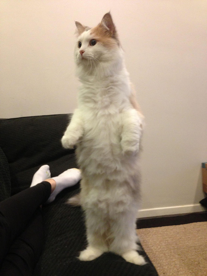 Some cats like standing as if they were humans.