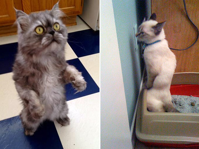 Some cats like standing as if they were humans.