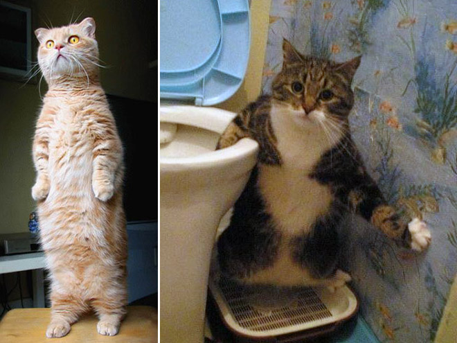 Some cats like standing as if they were humans.