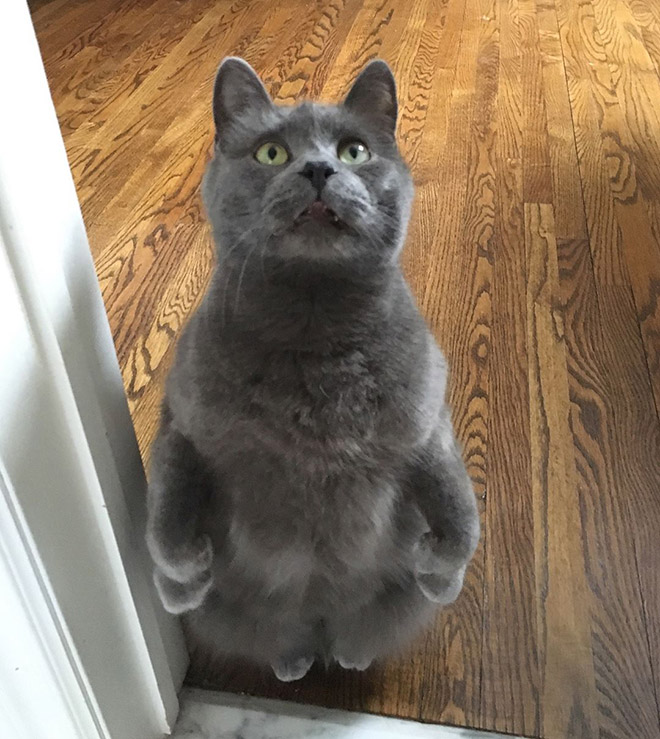 Some cats like standing as if they were humans.