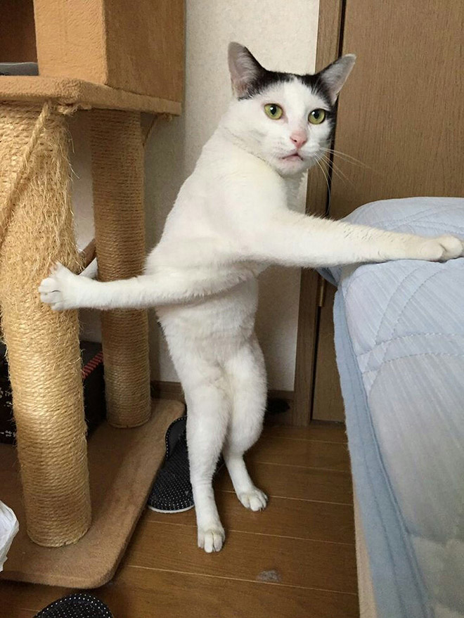 Some cats like standing as if they were humans.