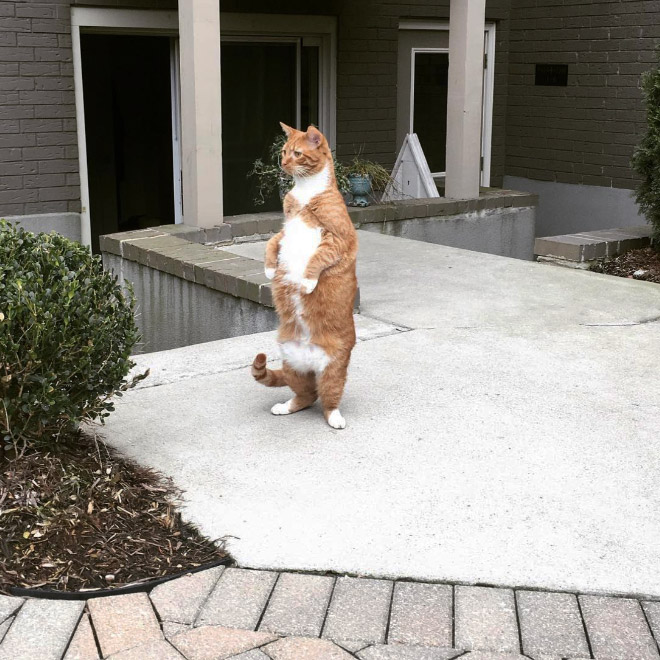 Some cats like standing as if they were humans.