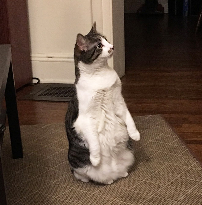 Some cats like standing as if they were humans.