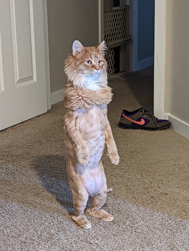 Some cats like standing as if they were humans.